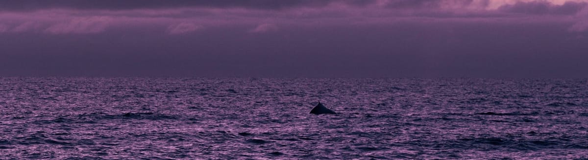 I Went Looking for A Dead Baby Whale