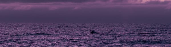 I Went Looking for A Dead Baby Whale